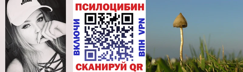 дарнет шоп  Приморск  Псилоцибиновые грибы Psilocybe 